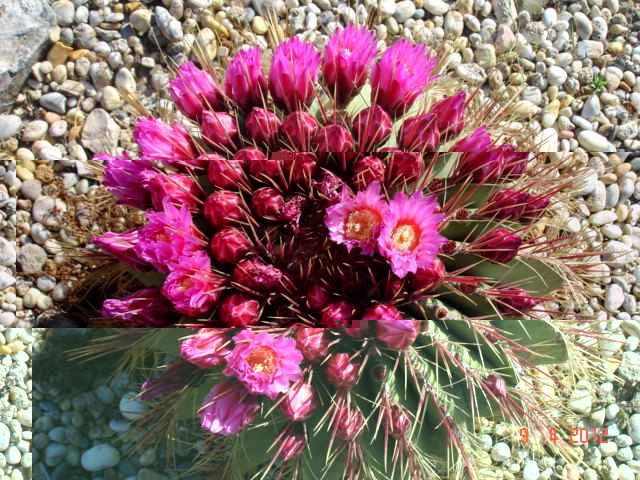 Ferocactus haematacanthus 9.4.12 (2).jpg