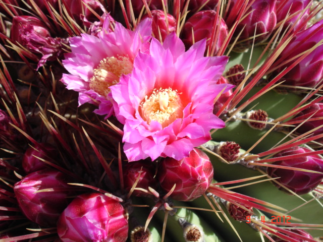 Ferocactus haematacanthus 9.4.12 (3).jpg