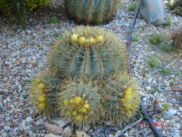 Ferocactus glucences 9.4.12 (1).jpg