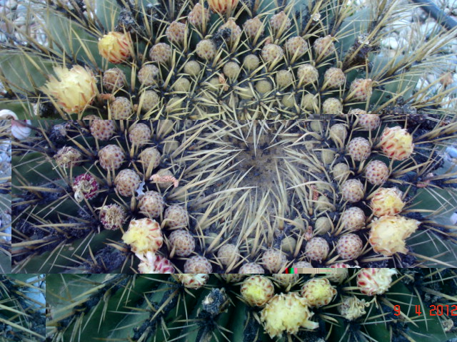 Ferocactus histryx 9.4.12.jpg