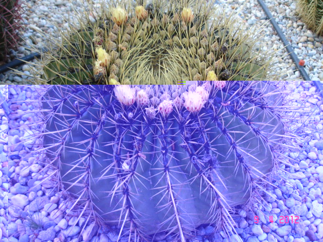 Ferocactus histryx 9.4.12 (1).jpg