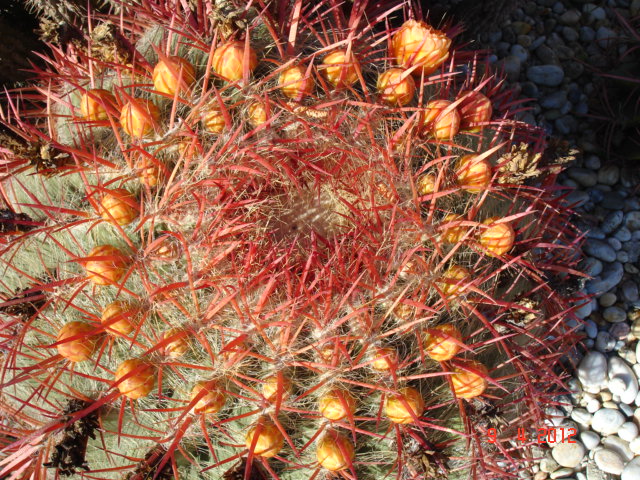 Ferocactus stainesii pilosus 9.4.12 (1).jpg