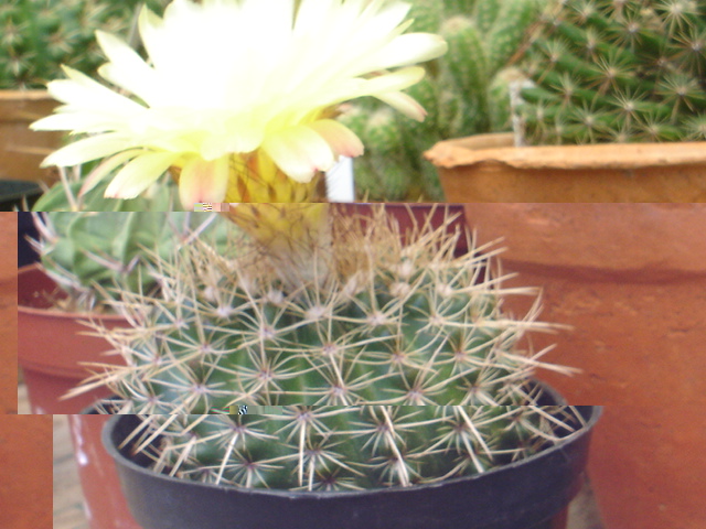 Parodia sp