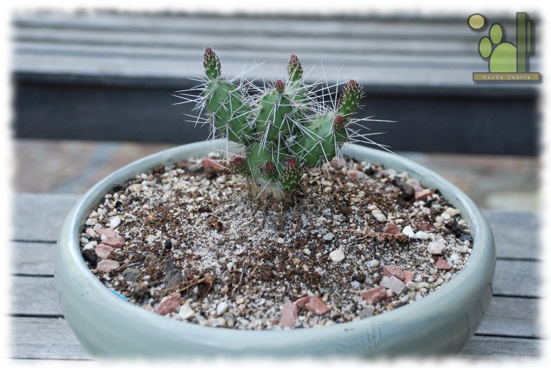 Opuntia armata 454 2011 05 26.JPG