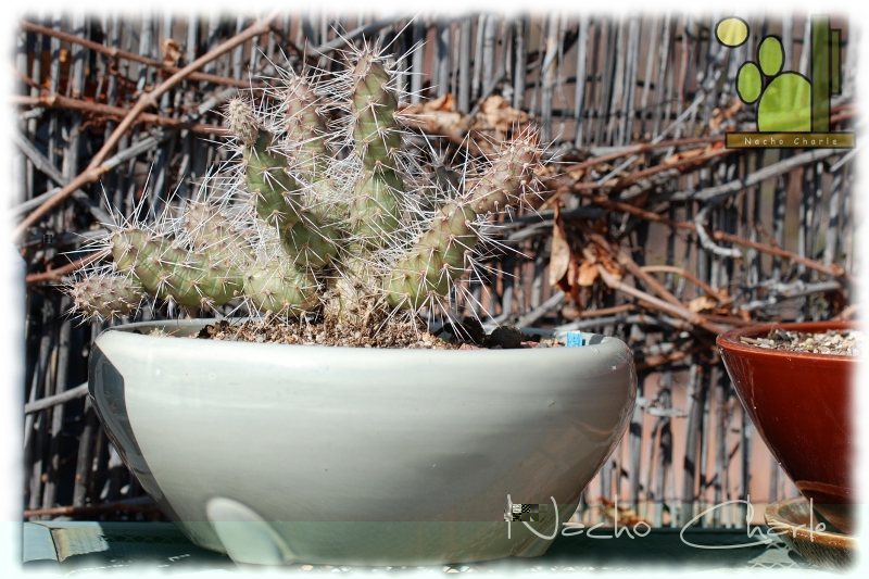 Opuntia armata 454 2012 04 01.JPG