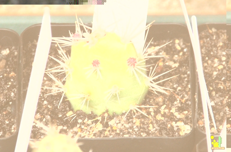 Opuntia armata 454 2010 04 17.JPG