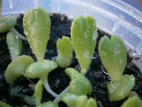 Bebés de Faucaria tigrina