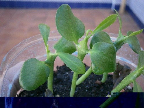 Euphorbia ¿?