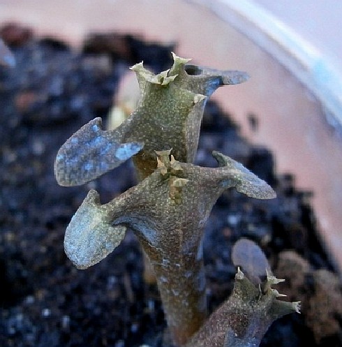 Euphorbia ¿?