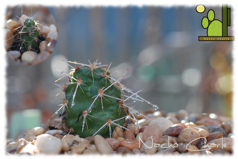 Opuntia sulphurea 98 2012 04.jpg