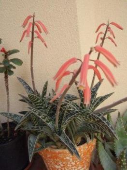Aloe variegata 3.jpg