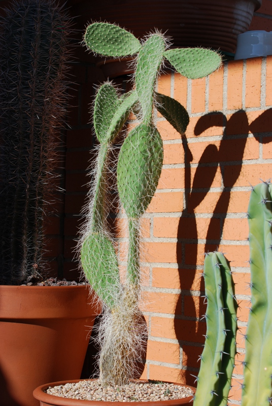 opuntia 2.JPG