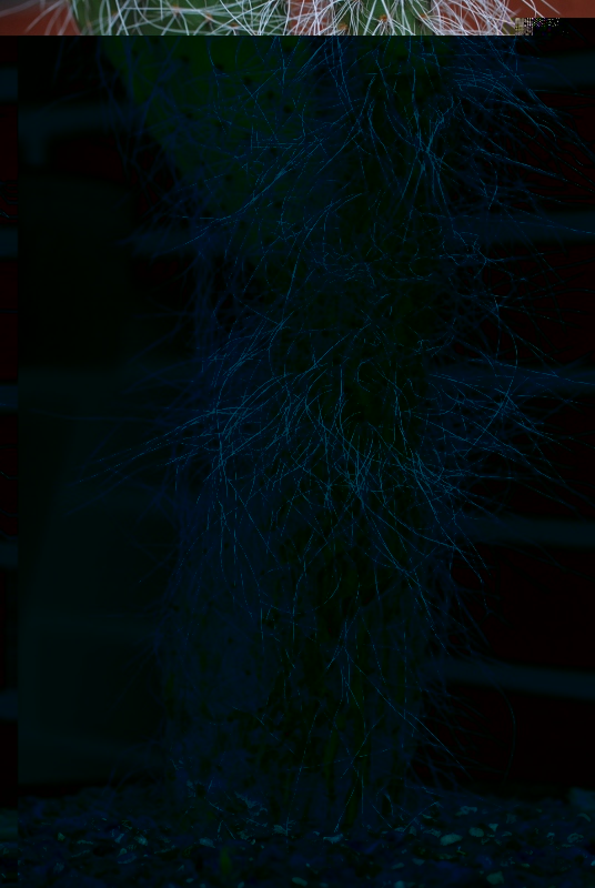 opuntia 3.JPG