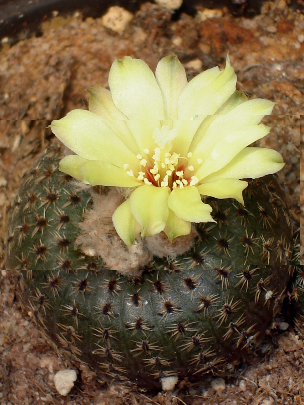 Frailea phaeodisca 170810 009 [50%].jpg