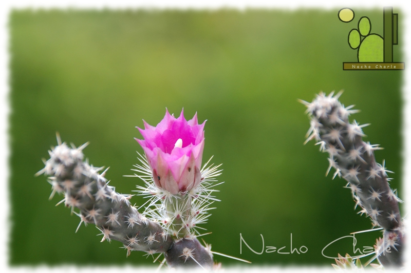 471 Austrocylindropuntia sp 2009 06 03.JPG
