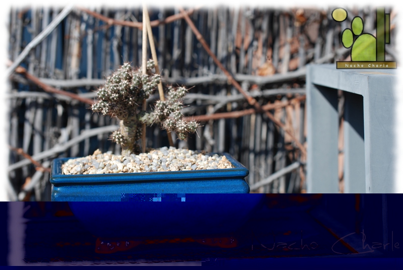 bonsai.JPG