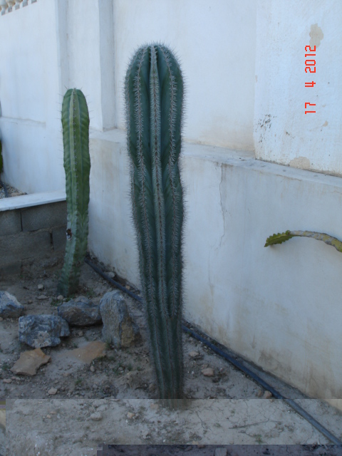 A 006.jpg
