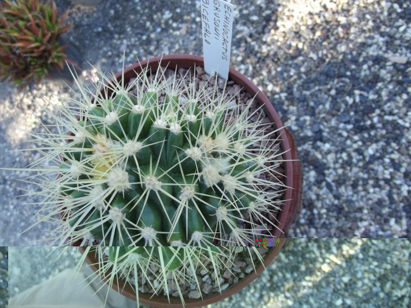 Grusonii BICÉFALO