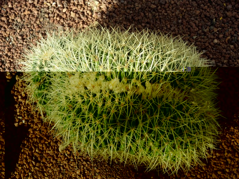 Grusoni cristata  (cristación de 25 cm.)