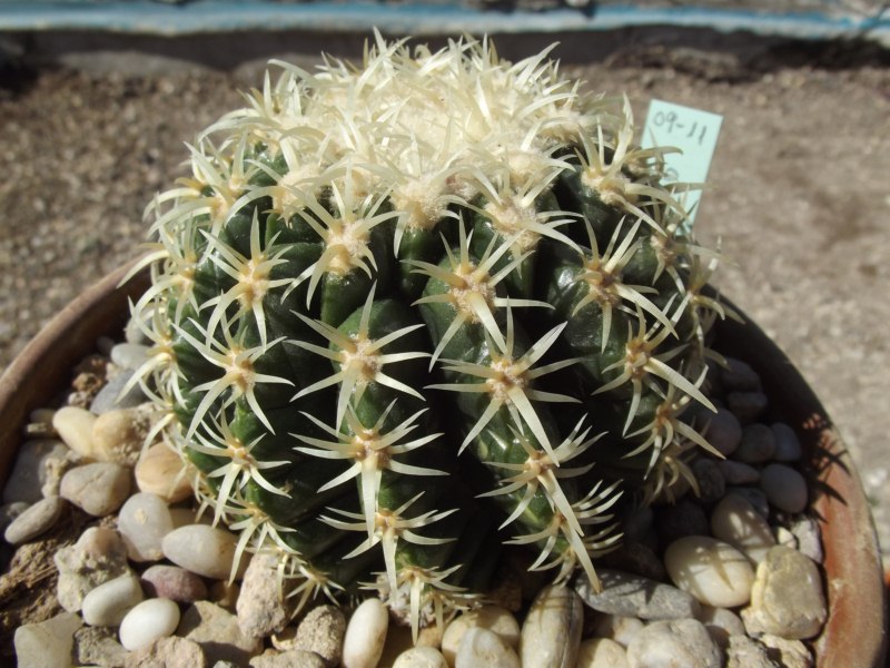 Grusoni espina corta (Tansi Kinshachi)