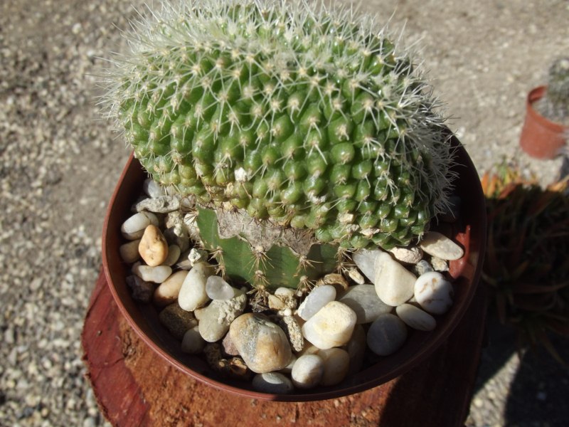Grusonii mínima cristata (supongo que es el mismo que brevispina cristata)