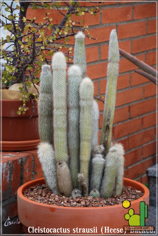 Cleistocactus strausii 354 2008 05.jpg
