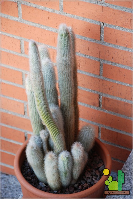 Cleistocactus strausii 354 2007-05.jpg