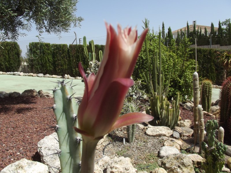 Hylocereus guatemalensis424 [800x600].jpg