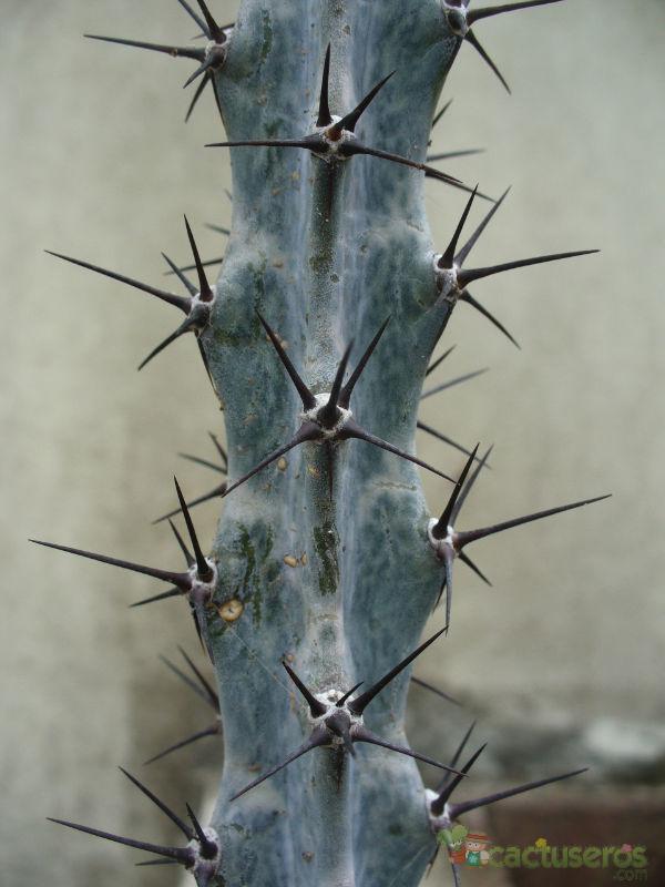 cereus spegazzinnii.jpg