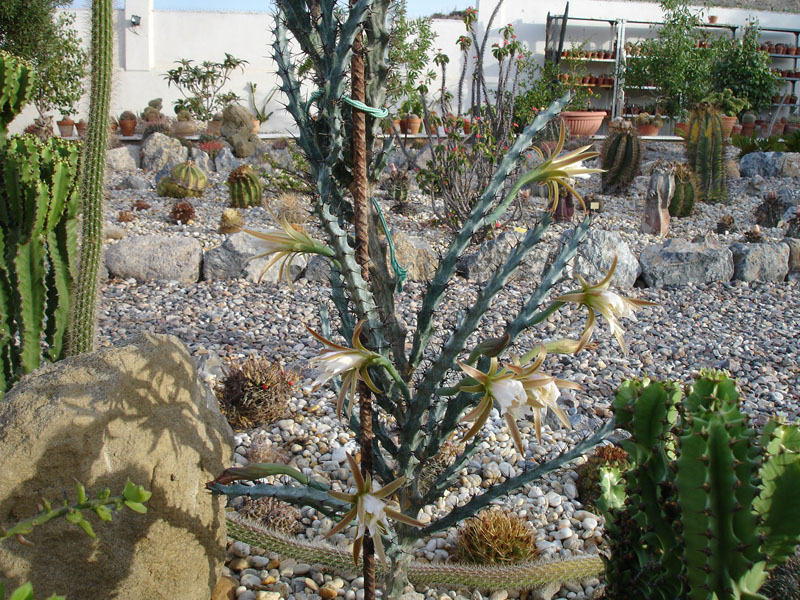 Monvillea spegazinii 07.09 (1).jpg