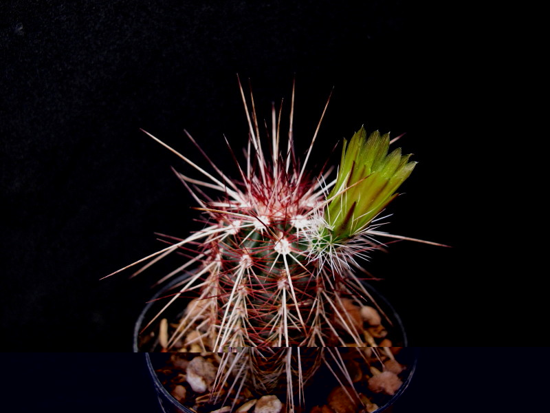 Echinocereus chloranthus