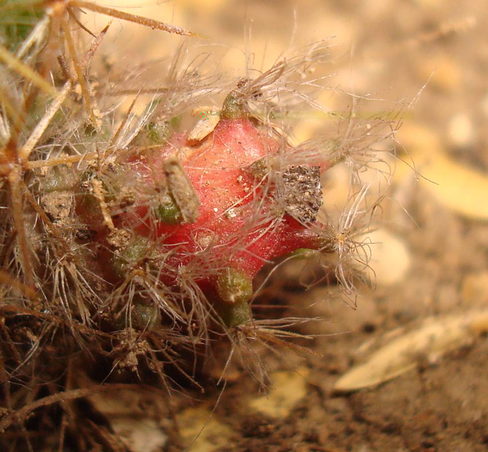 Las puntas verdes no tiene espinas duras al final, sino como unos hilos suaves.