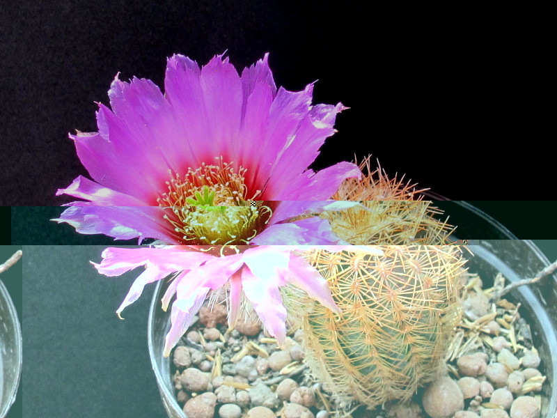 Echinocereus reichenbachii ssp baileyi