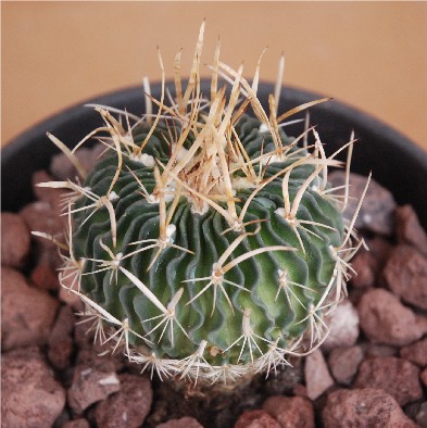 ¿Stenocactus crispatus?