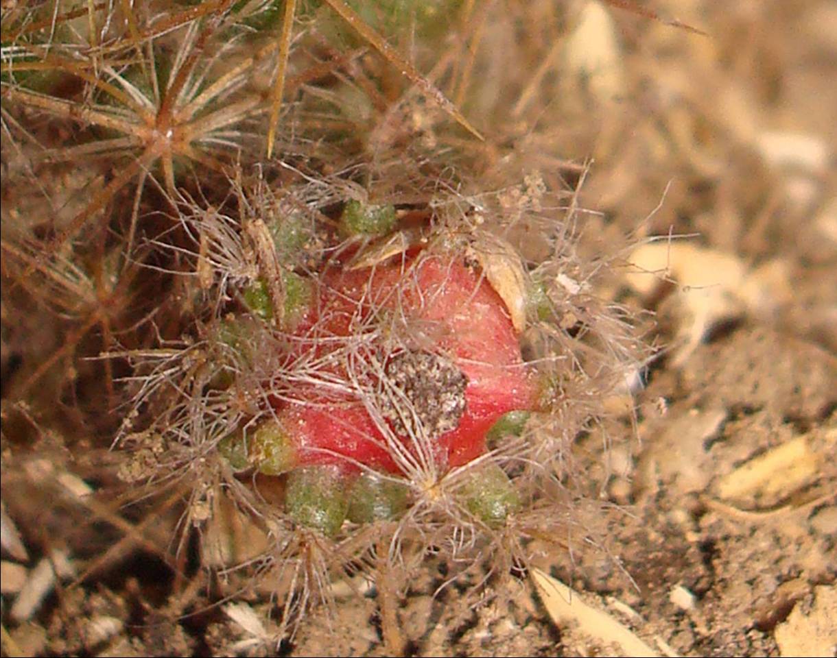 Comparada con las fotografías del año pasado, si parece que ha cambiado el color de este fruto.