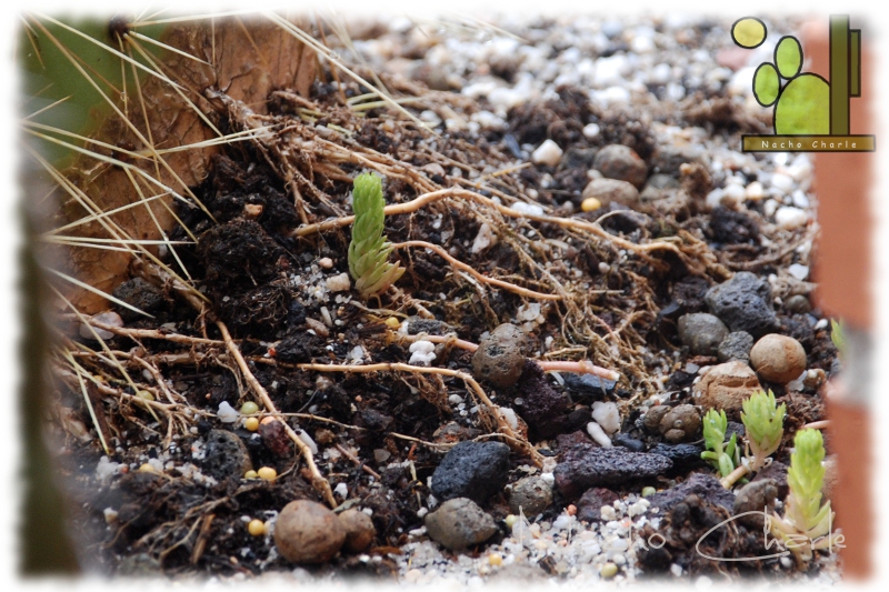 sedum.JPG