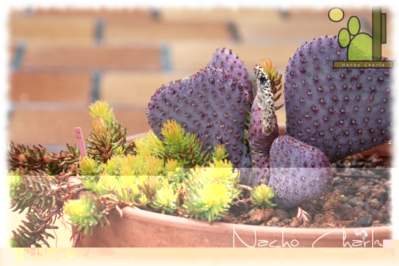 Opuntia basilaris var caudata 270 2012 04.JPG