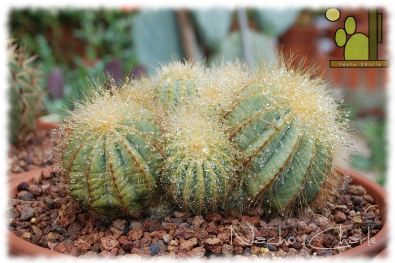 Parodia magnifica 314 20 2012 04 .jpg