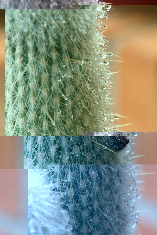Cleistocactus strausii 354 2012 04.jpg