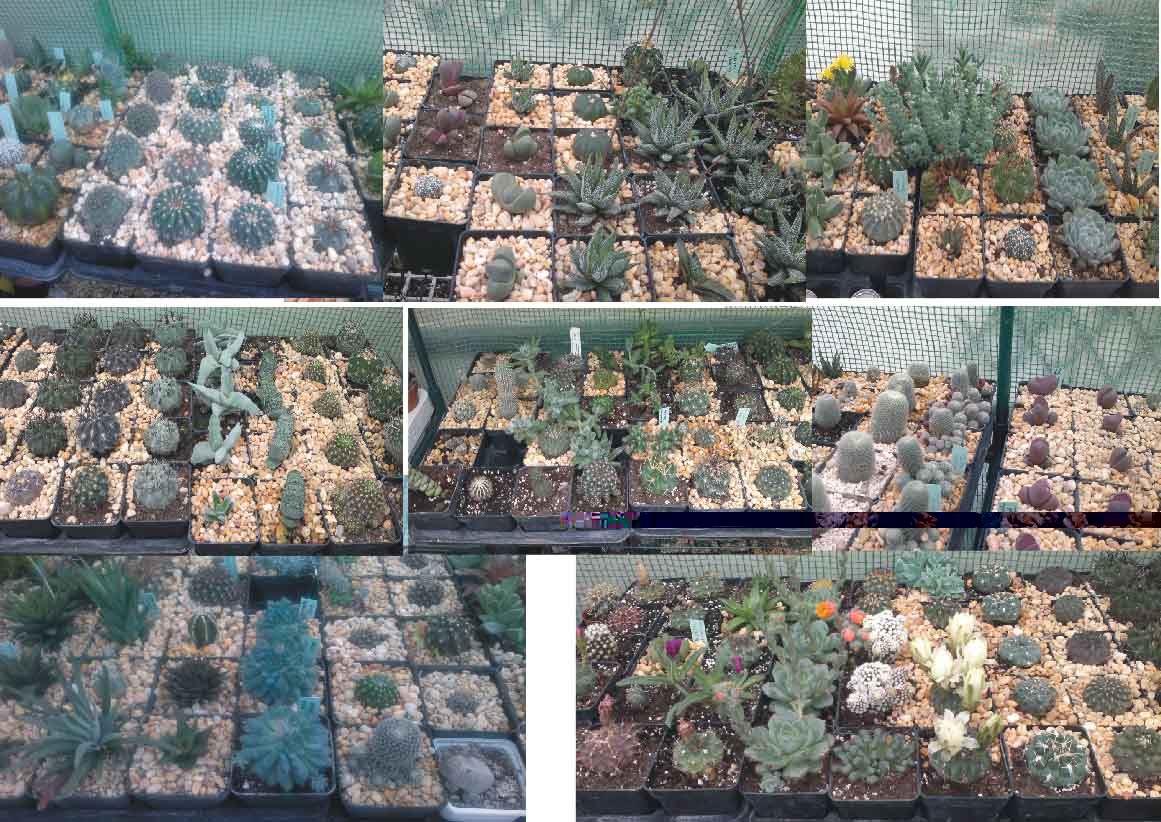 CACTUS 1v.jpg