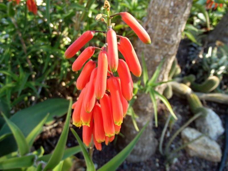 Aloe ciliaris