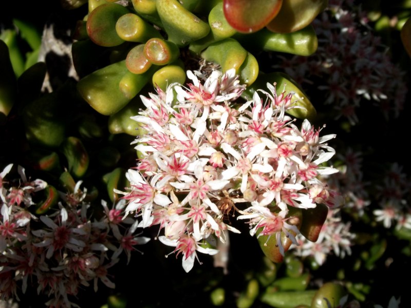 Crassula portulacea gollum, (del mes pasado)