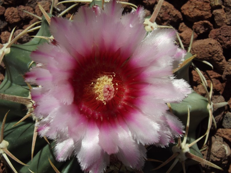 Echinocactus texensis