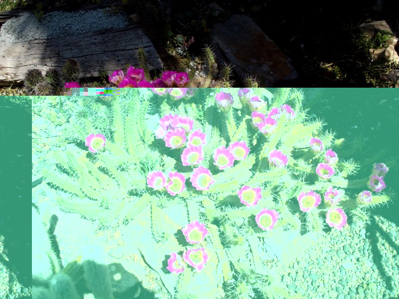 Echinocereus pentalophus