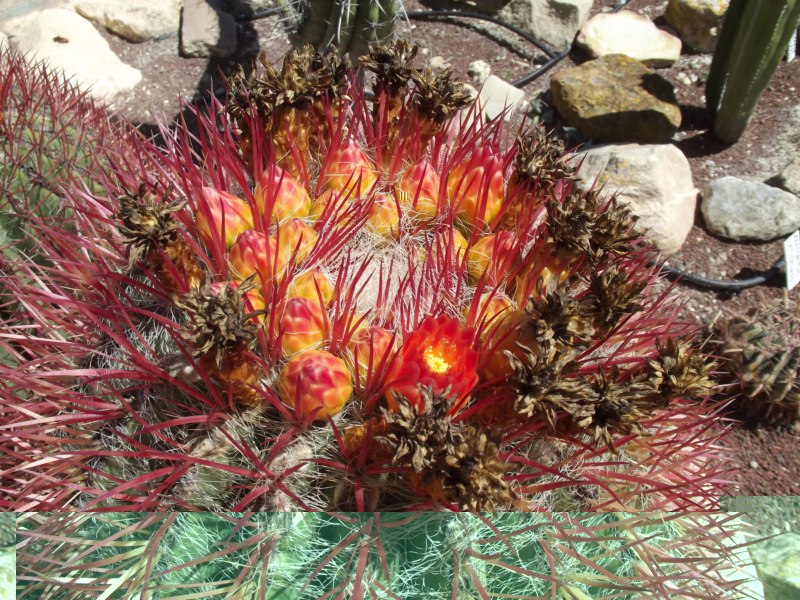 Fero pilosus