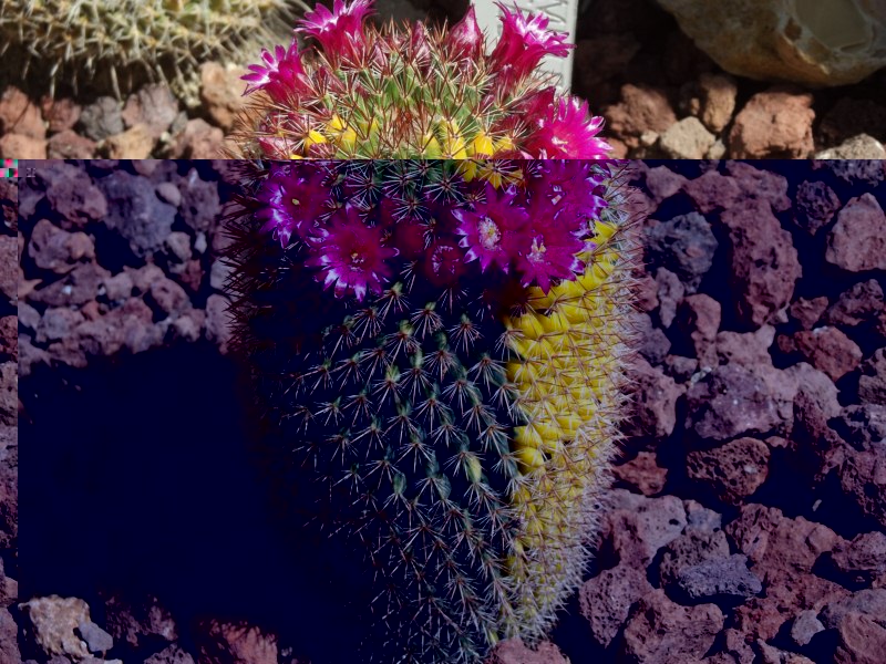 La mammillaria backebergiana  &quot;de formula I&quot;