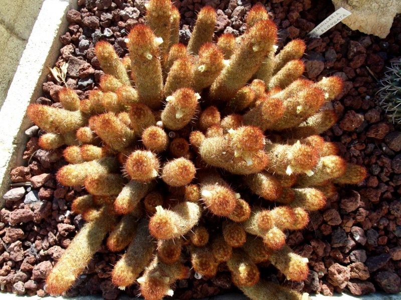 Mammi elongata rubra