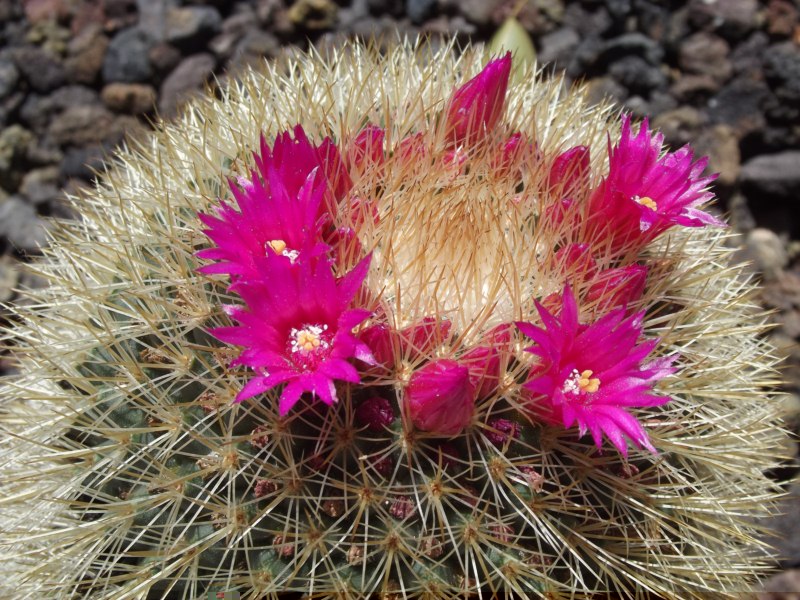 Mammi spinosissima tepoxtlana