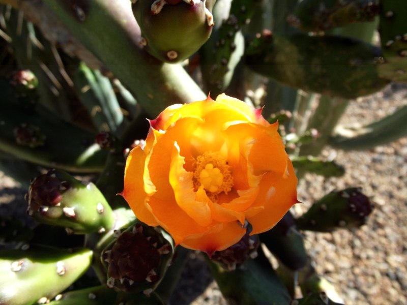 Opuntia elata &quot;la belleza de la sencillez&quot;