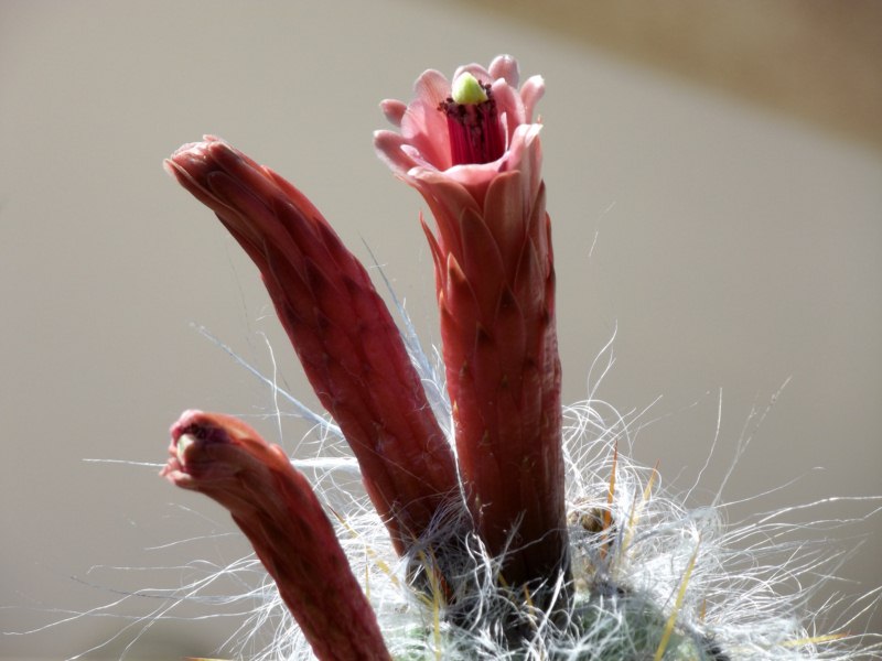 oreocereus hendriksenianus
